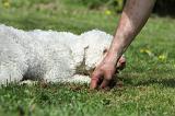 LAGOTTO CAVAGE 039